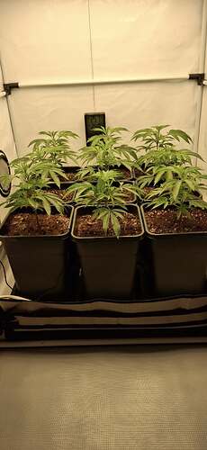 Growreport Bild 10