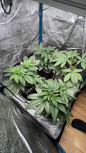 Growreport Bild 1
