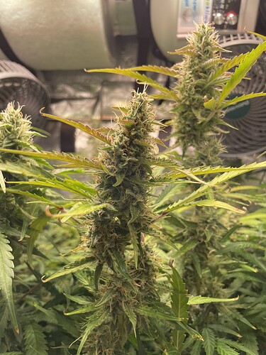 Growreport Bild 4