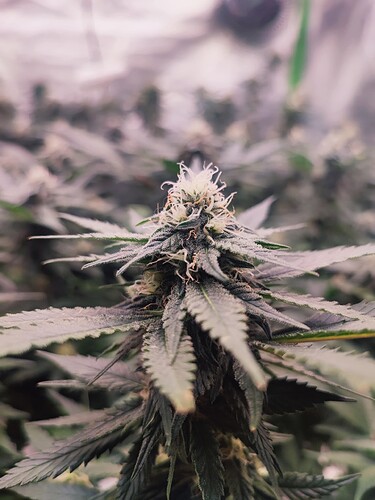 Growreport Bild 27