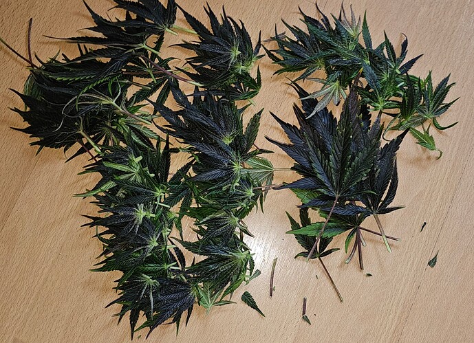 Growreport Bild 45