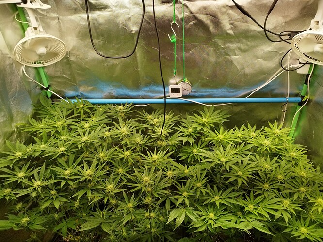 Eigene, Tag 52, BT 25 (2)