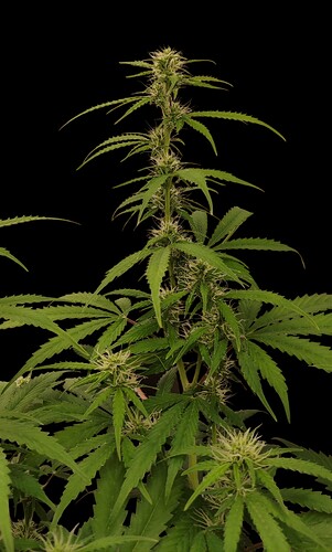 Growreport Bild 5
