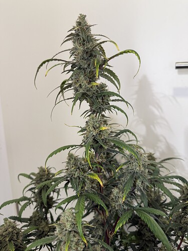 Growreport Bild 18