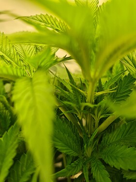 Growreport Bild 2