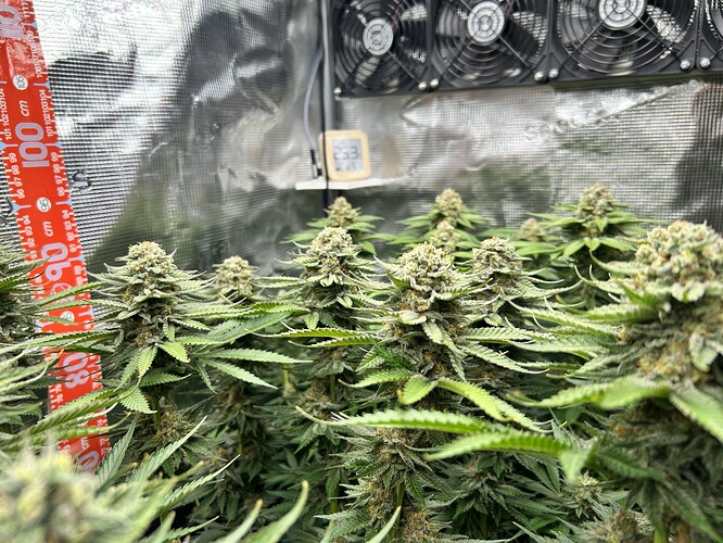 Nahaufnahme von mehreren blühenden Cannabis-Pflanzen in einem Grow-Zelt mit sichtbarem Thermometer und Messlatte.