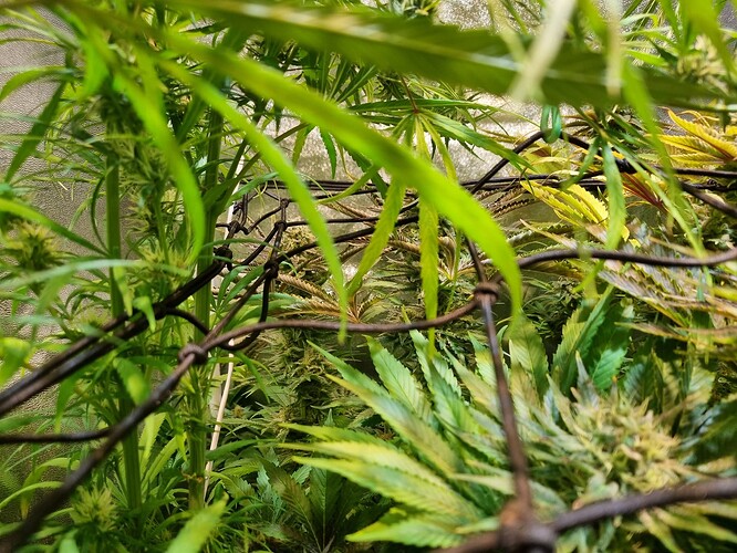 Nahaufnahme von Cannabis-Pflanzen im Blütestadium, mit Fokus auf die Blüten und Blätter, die von einem Drahtgitter verdeckt werden.