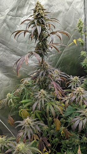 Growreport Bild 4