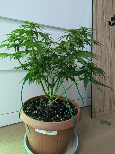 Growreport Bild 4