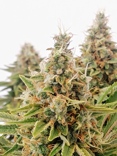 Growreport Bild 50
