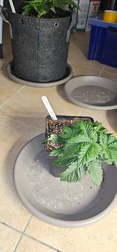 Growreport Bild 34