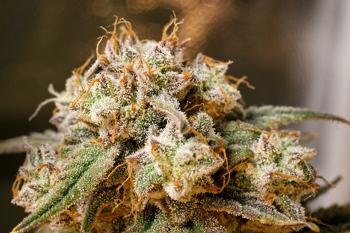 Growreport Bild 1