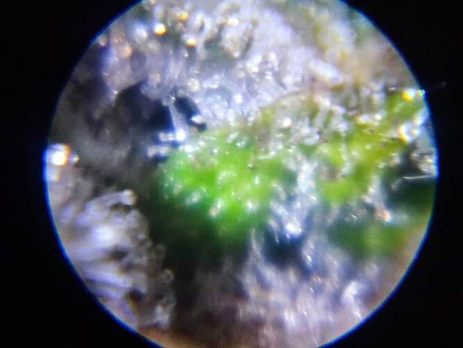 Growreport Bild 60