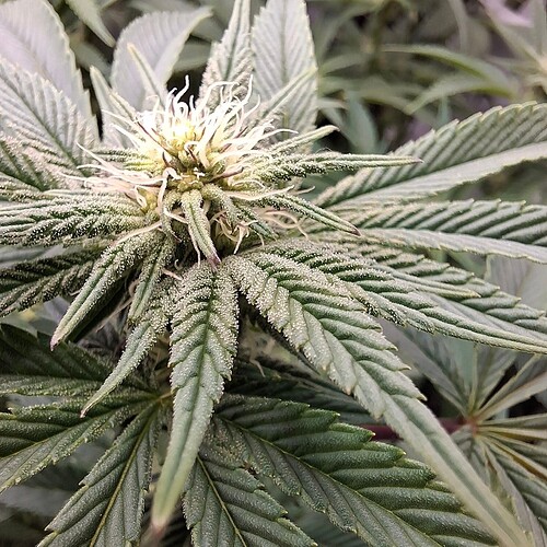 Growreport Bild 23
