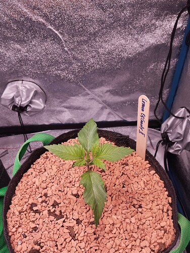 IMG_20241128_172754 - Kopie