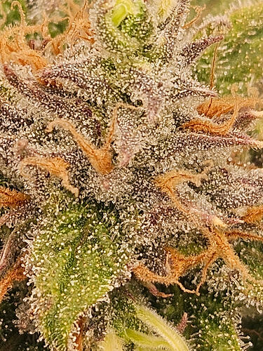 Growreport Bild 4