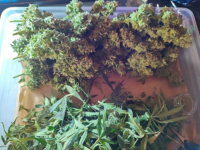 Growreport Bild 45