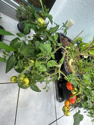 Growreport Bild 4
