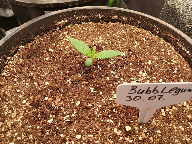Growreport Bild 2
