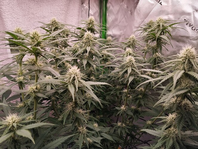 Growreport Bild 19