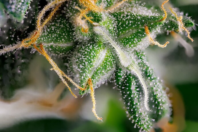 Growreport Bild 1