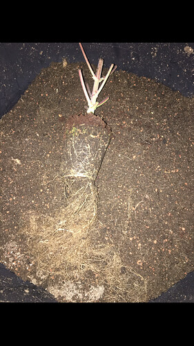 Growreport Bild 15