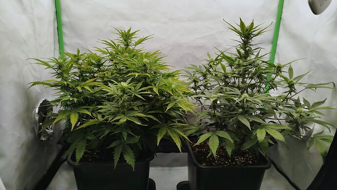 Zwei Cannabis-Pflanzen in einem Growzelt, links die Bruce Banner und rechts die Mandarine XL.