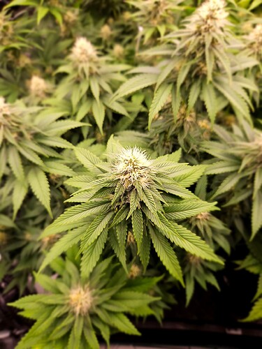 Growreport Bild 22