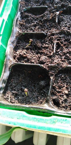 1743089393538966820176712997658