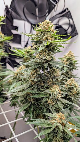 Growreport Bild 5