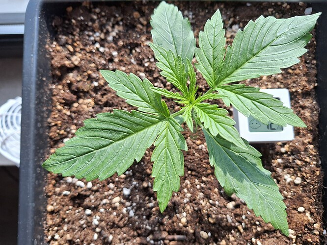 Growreport Bild 4