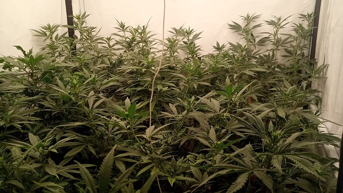 Growreport Bild 6