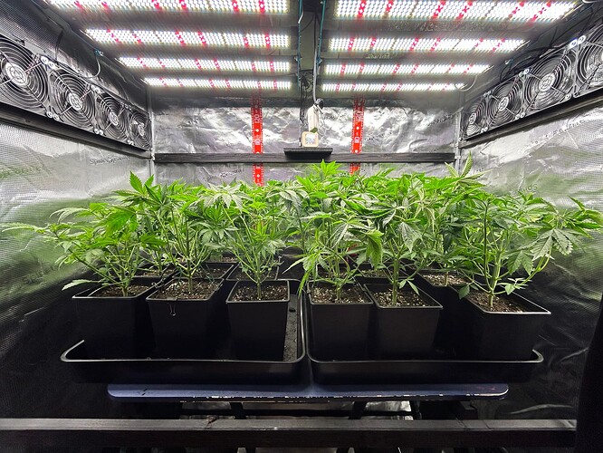Growreport Bild 1