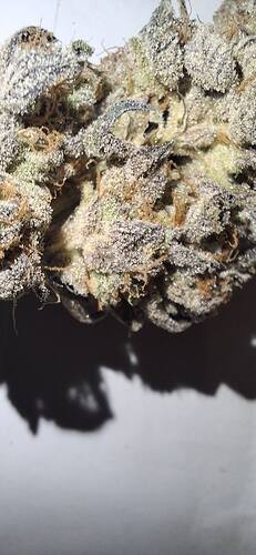 Growreport Bild 55