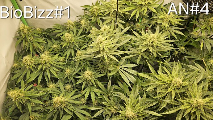 Growreport Bild 4