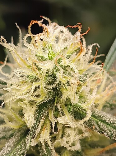 Growreport Bild 30