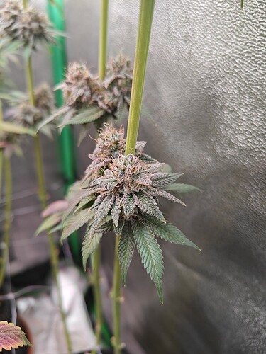 Growreport Bild 2