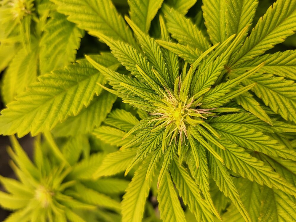 Gorilla Zkittlez, Kush Mintz, Sour Strawberry.... Let's go