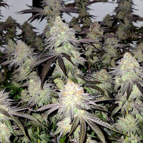Growreport Bild 16