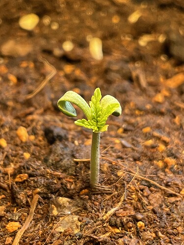 Growreport Bild 1
