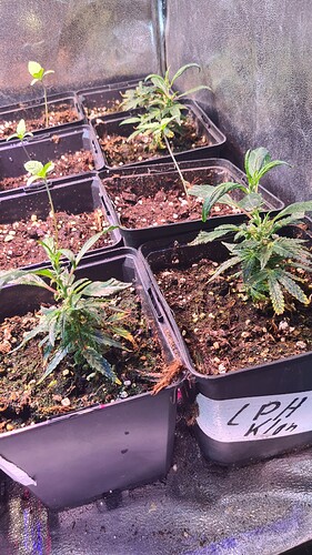 Growreport Bild 22