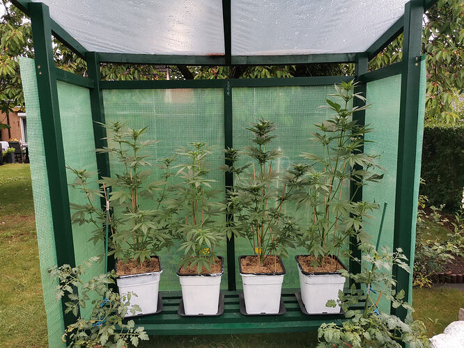 Lucky Hemp LT40 (1)