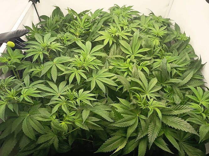 Growreport Bild 14