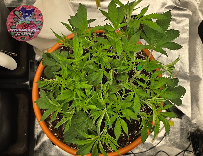 Growreport Bild 25