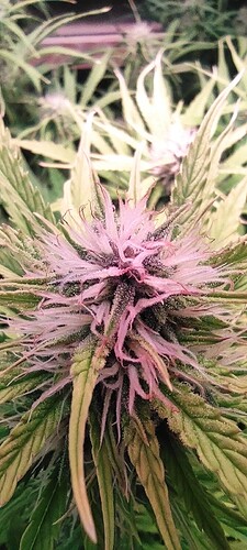 Growreport Bild 19
