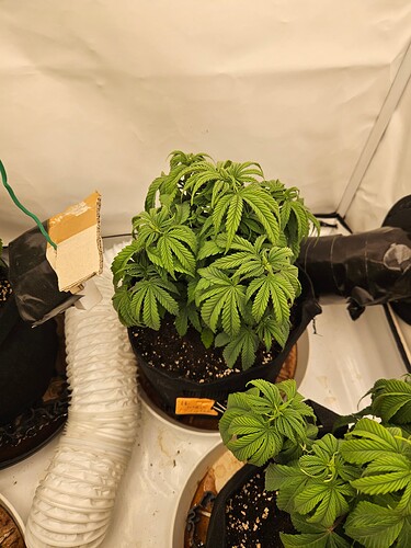 Growreport Bild 8