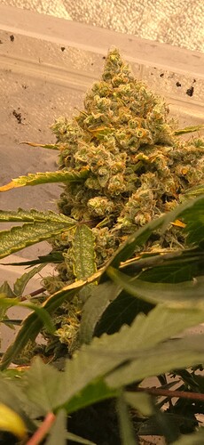 Growreport Bild 8