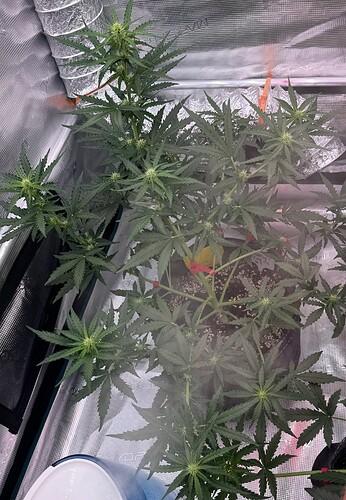 Growreport Bild 7
