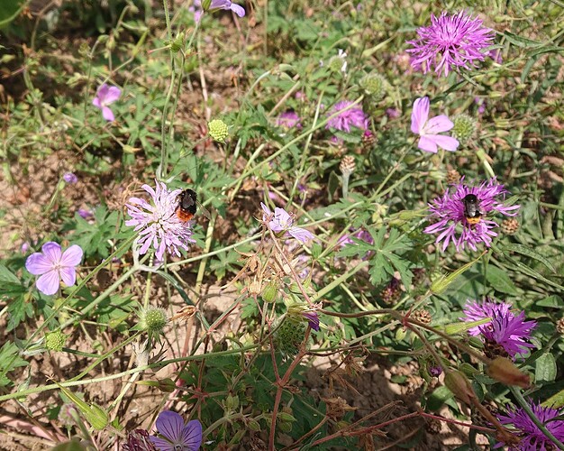 Growreport Bild 36