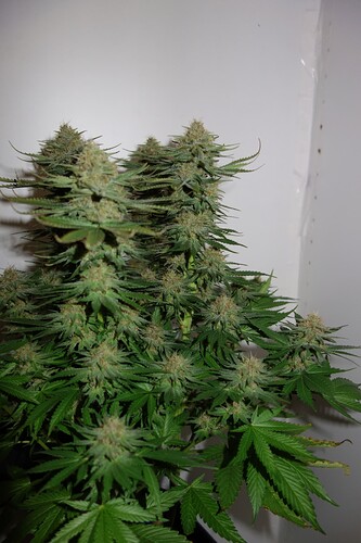 Growreport Bild 7